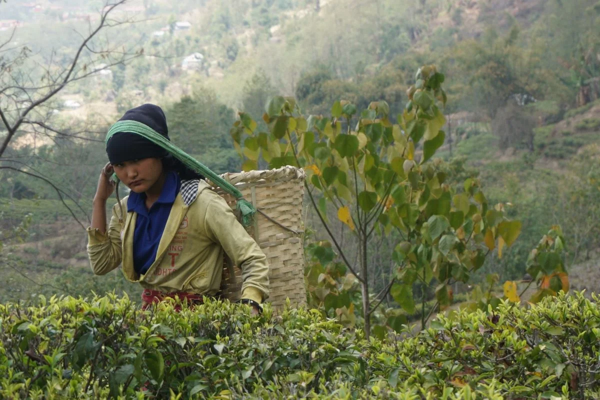nepal-winter-tea-picker.jpg