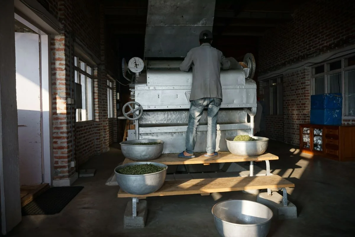 nepal-winter-tea-processing.jpg