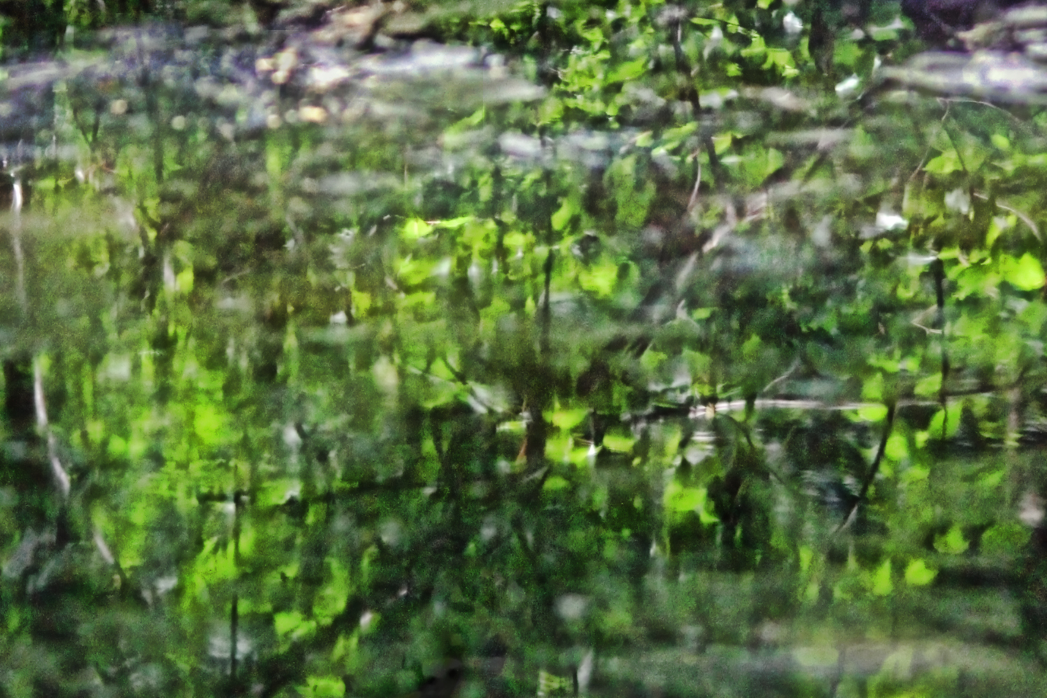 Azalea pond, summer