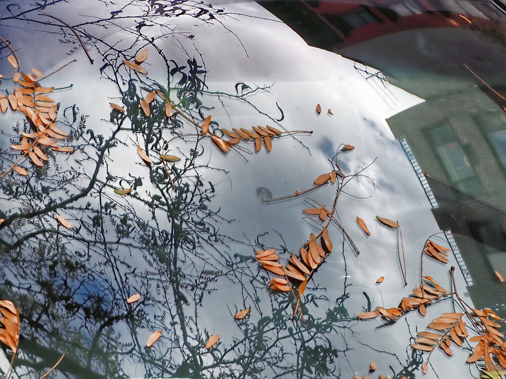 11 25 reflections windshield leaves.jpg