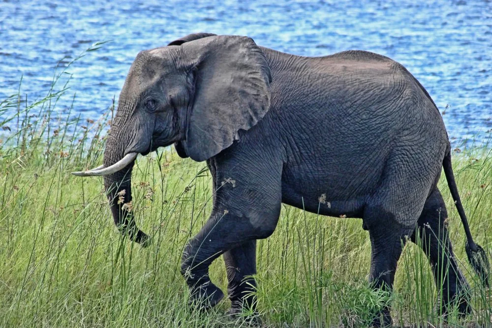 Elephants at breakfast