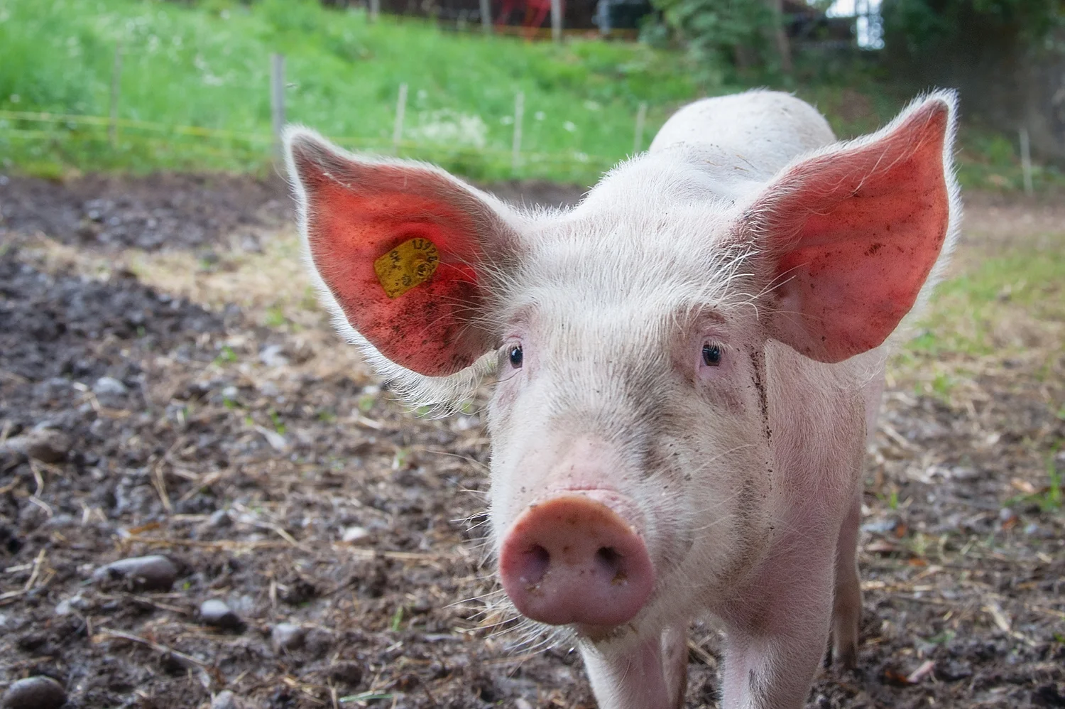 Researchers Use Pig Embryos to Grow Organs with Human Stem Cells