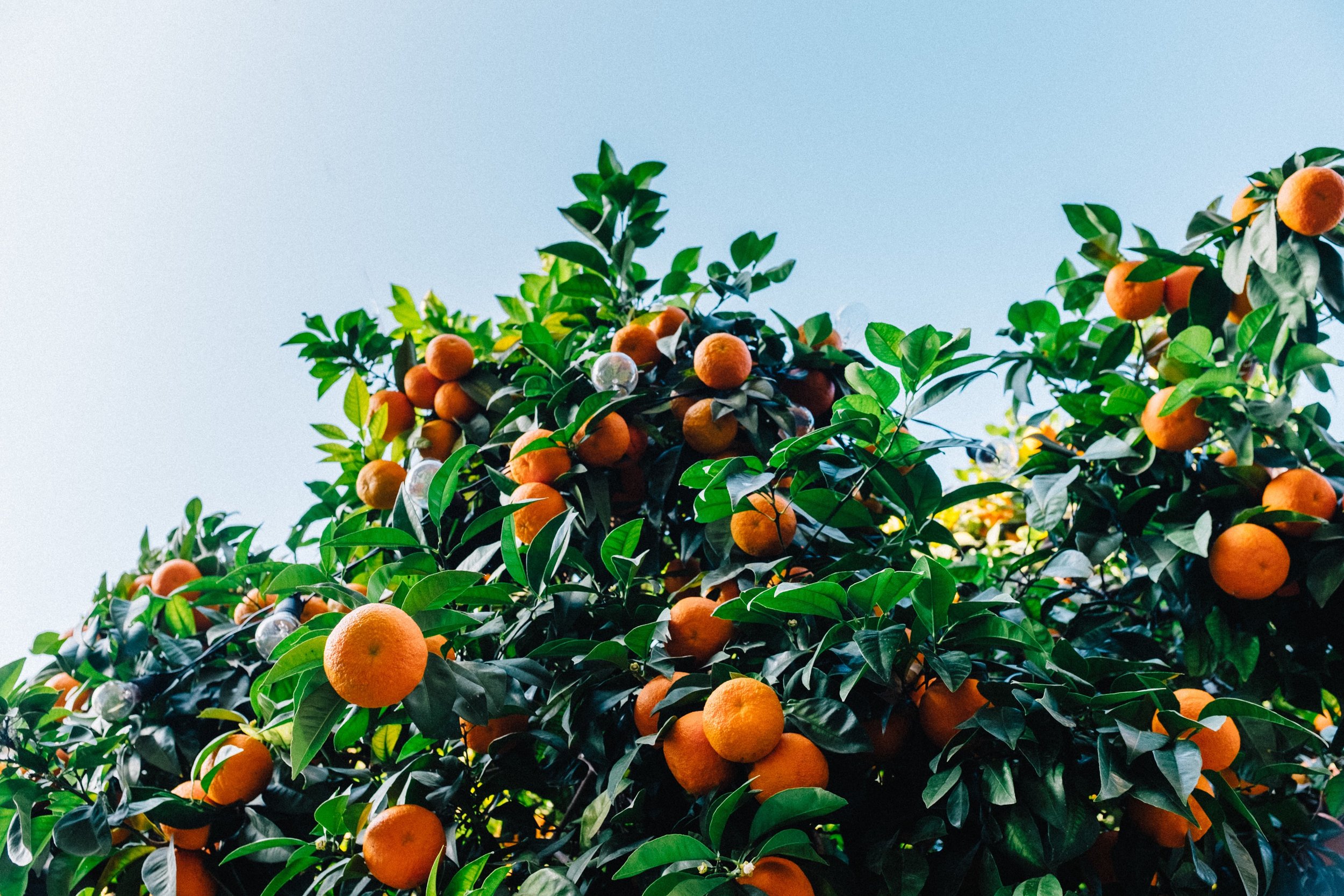 Altered Virus Is a New Hope Against Citrus Greening