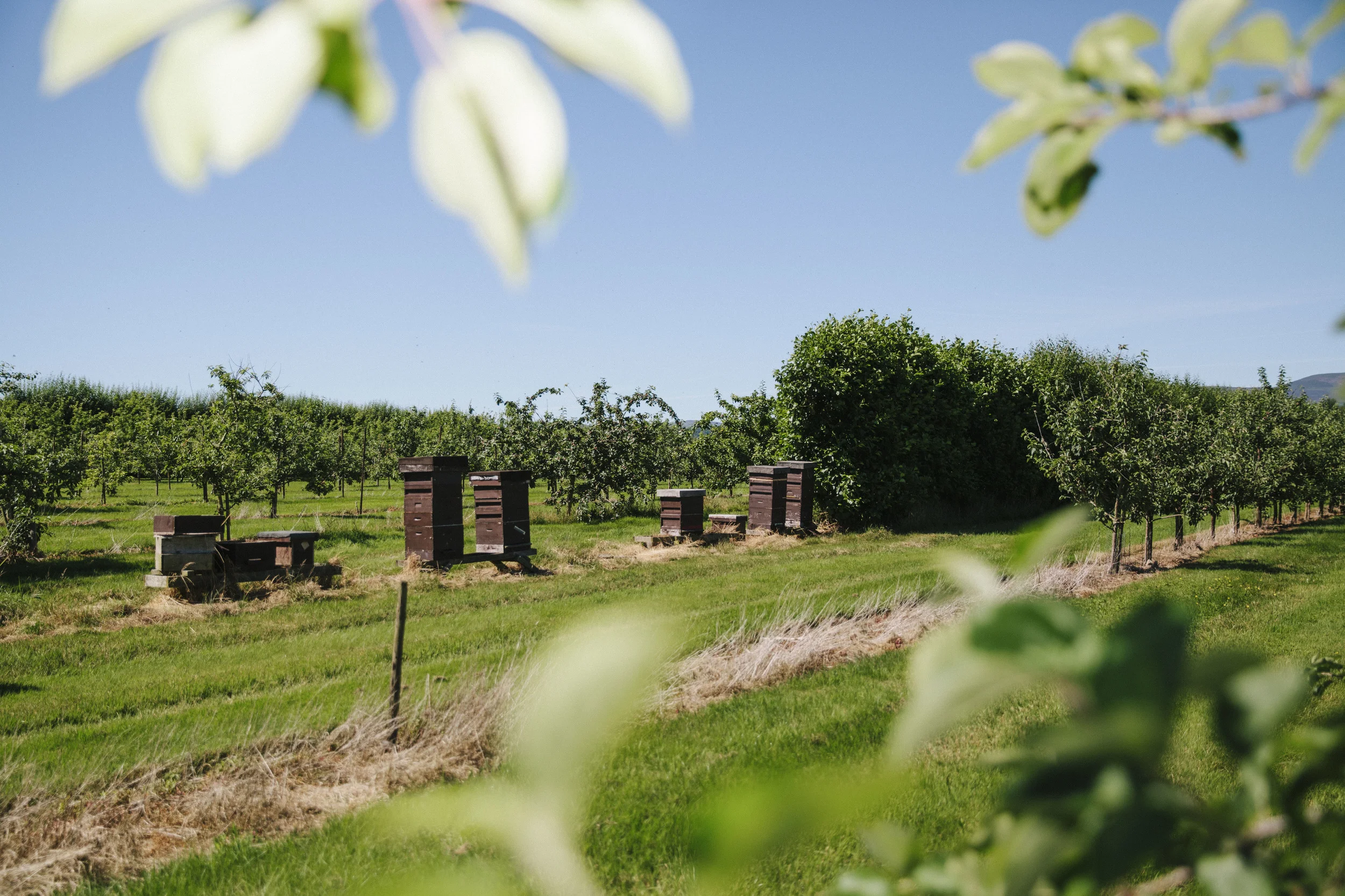 Beekeeping