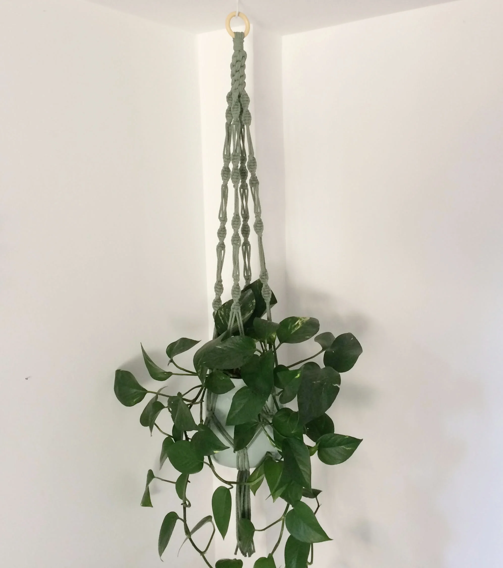 Serpentine eucalyptus.jpg