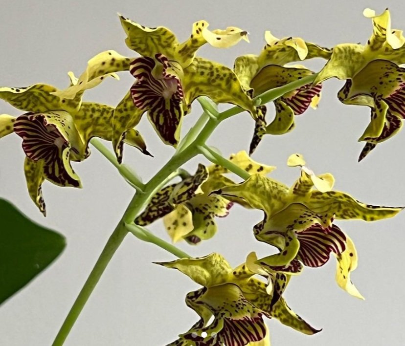 Inspiration for "Orchid Ring"