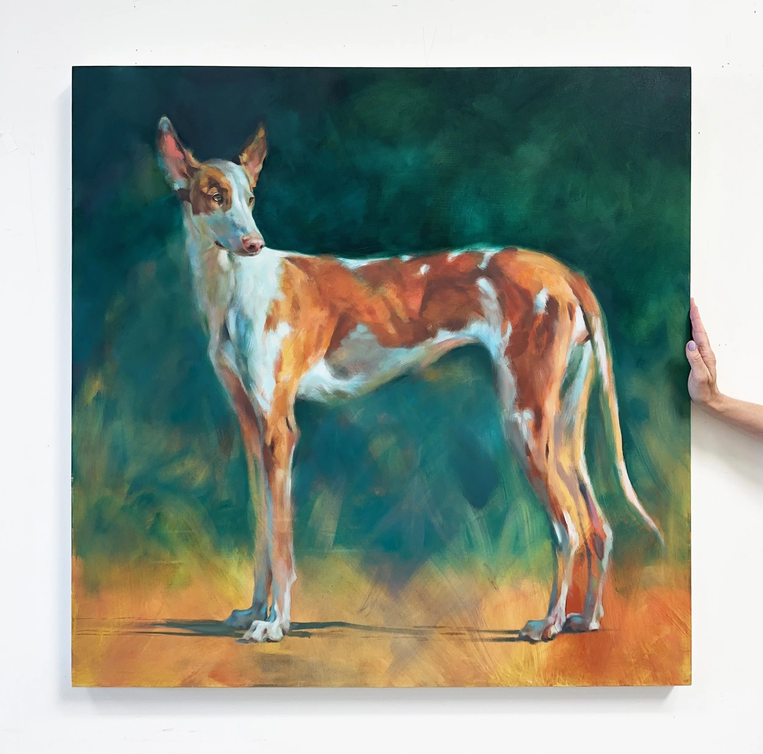 Hoover Ibizan Hound 40x40 Oil on Canvas Full Hand.jpg
