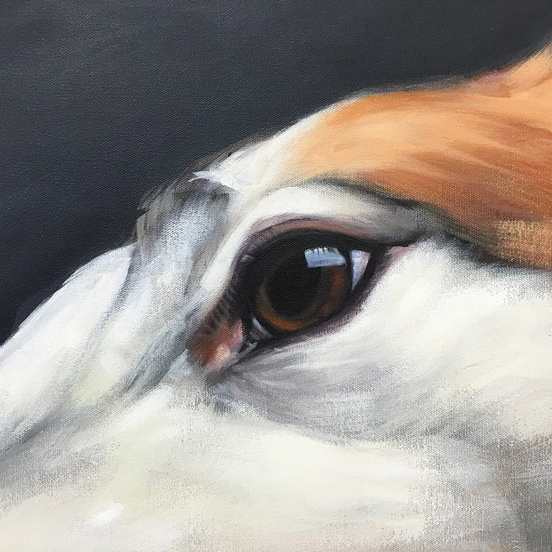 Super close-up eye detail of "Roo" | aimeehoover.com