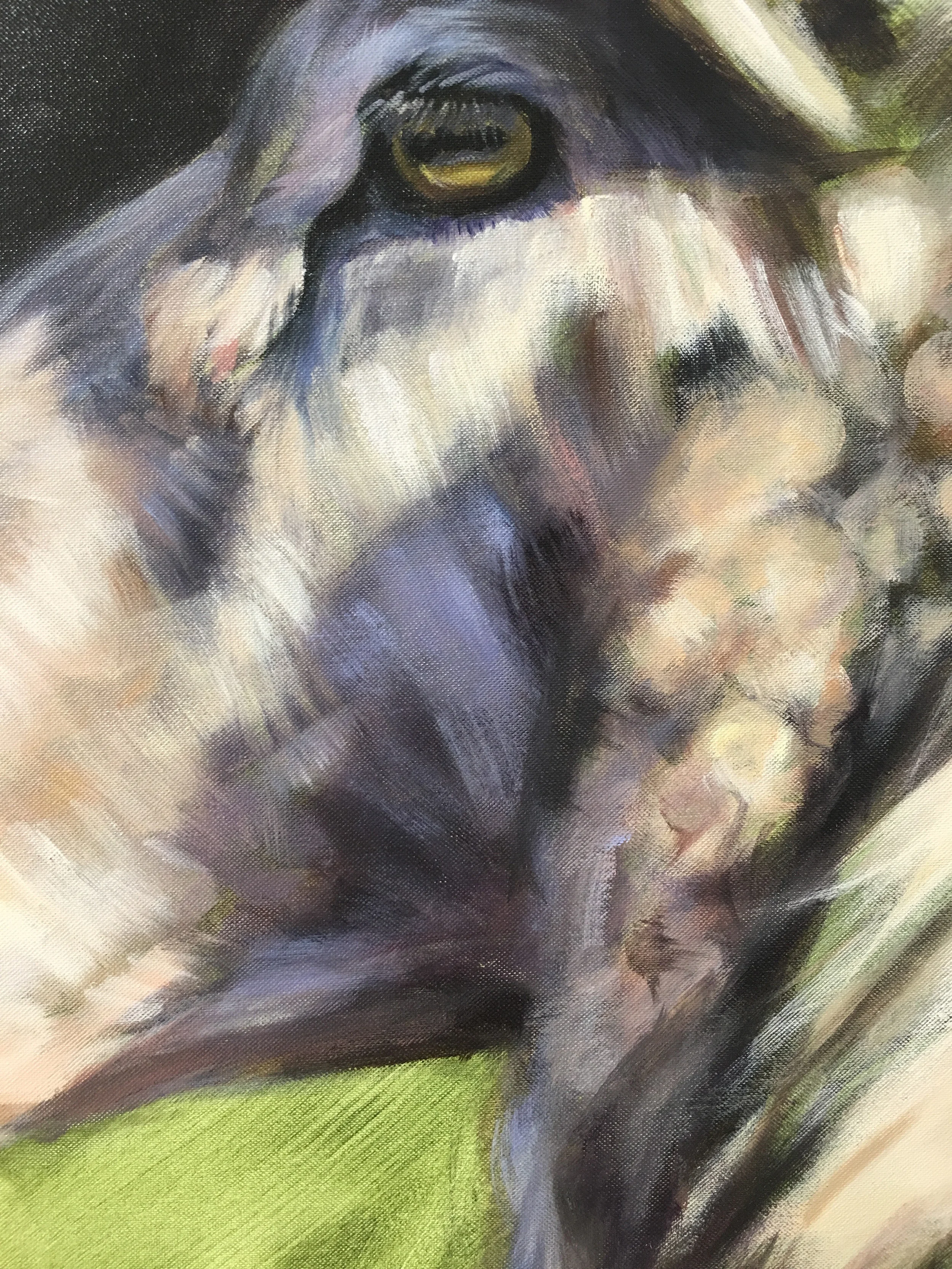 adriano 2 sheep aimee hoover 3.jpg