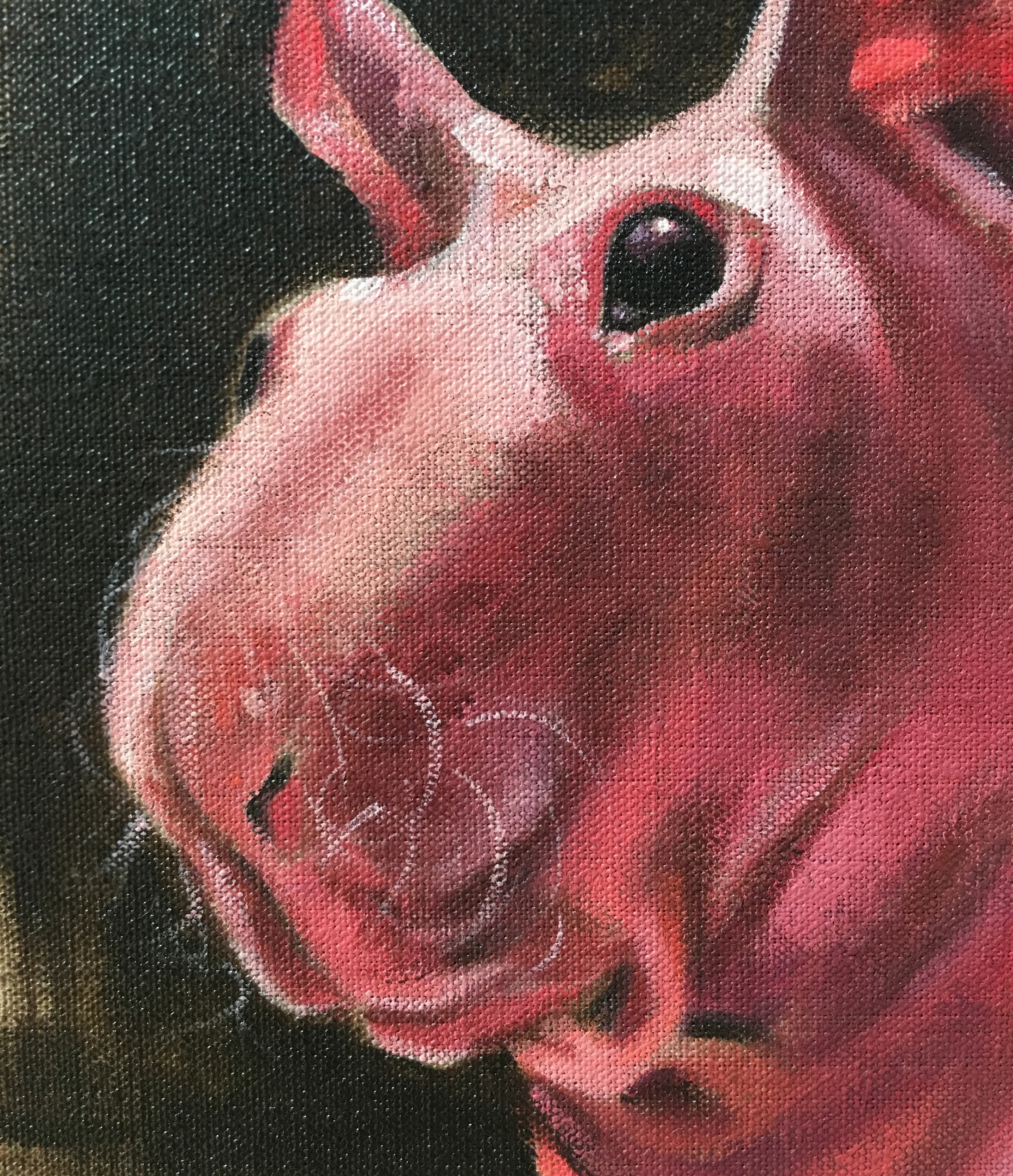 ludwik hairless guinea pig aimee hoover 3.jpg