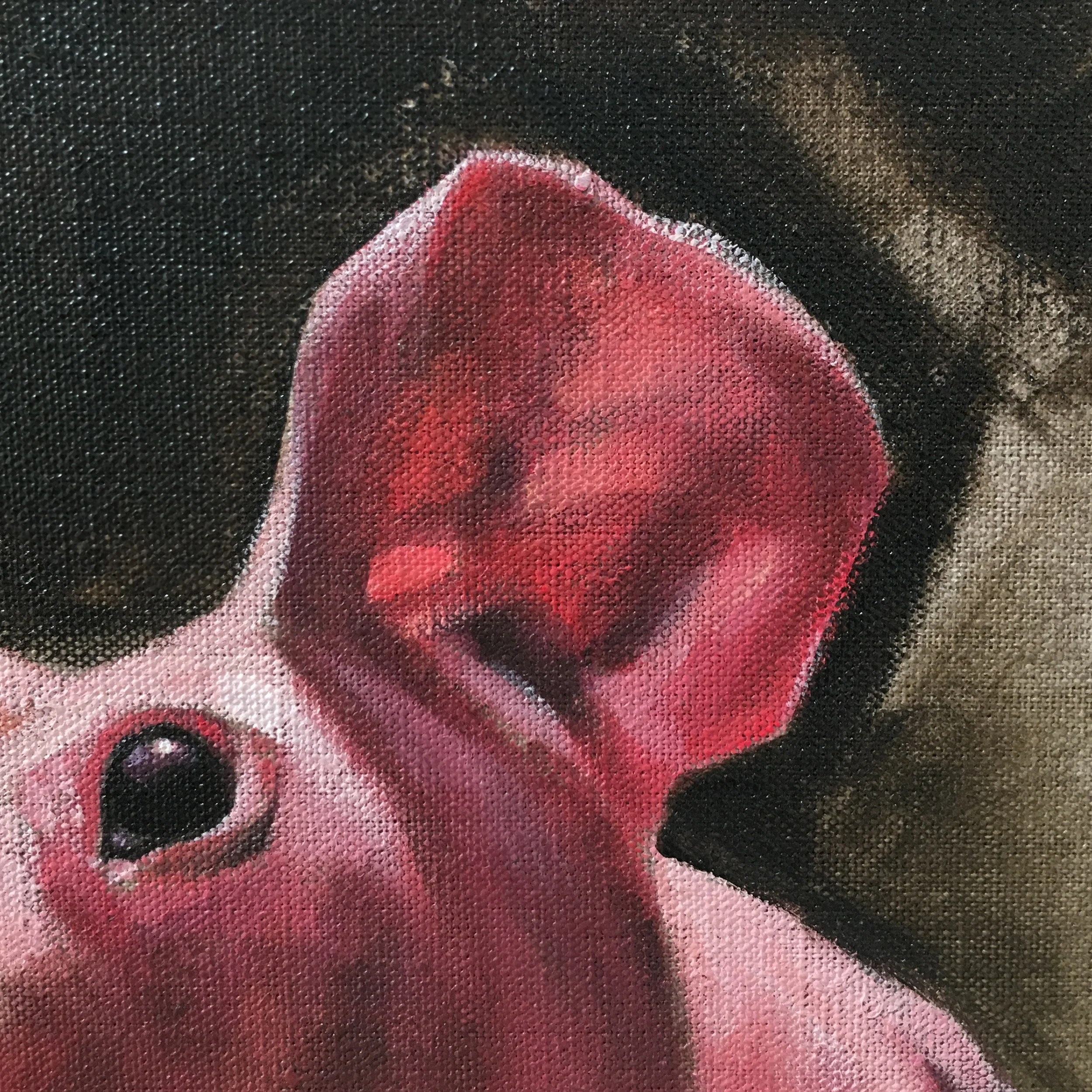 ludwik hairless guinea pig aimee hoover 2.jpg