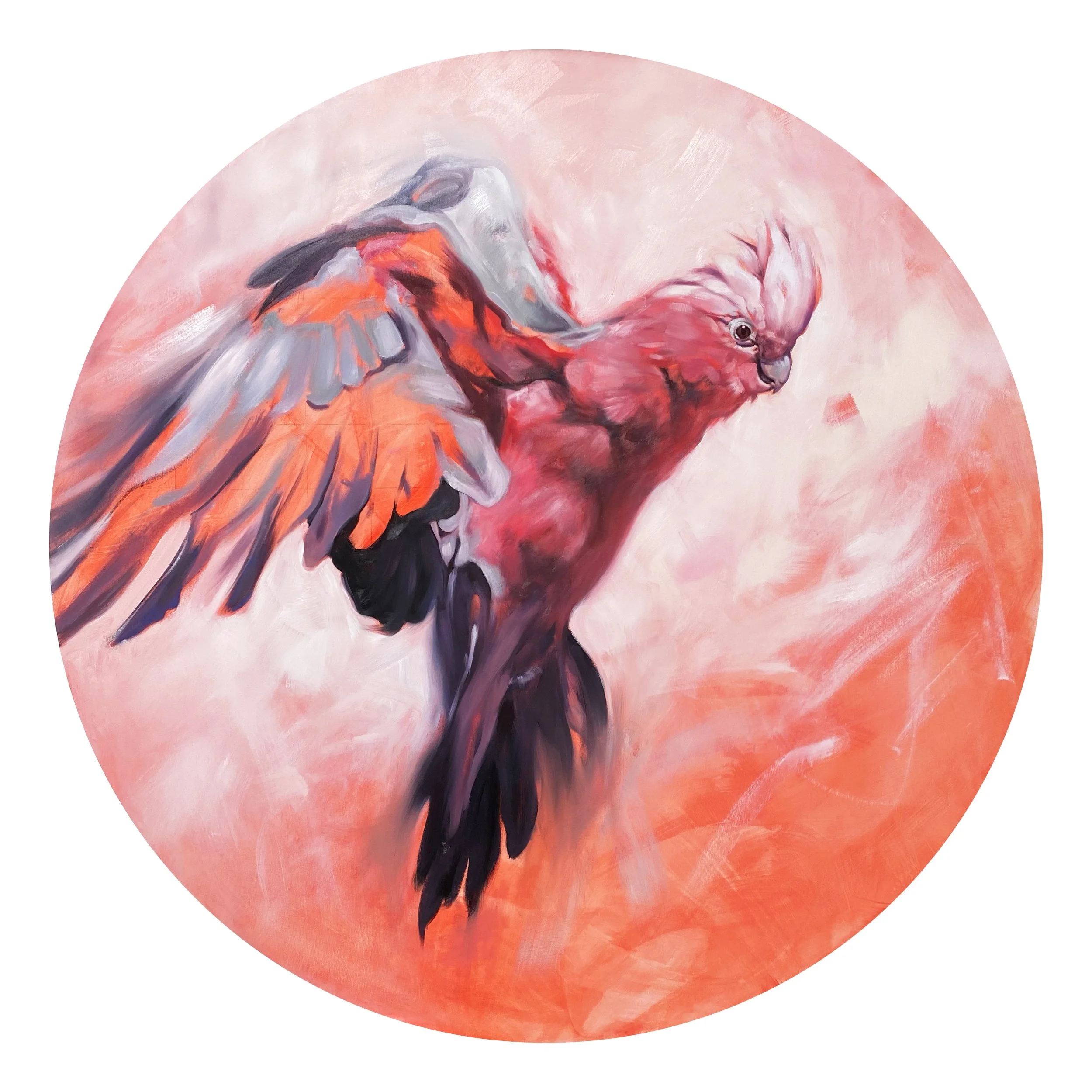 pink galah cockatoo aimee hoover copy.jpg