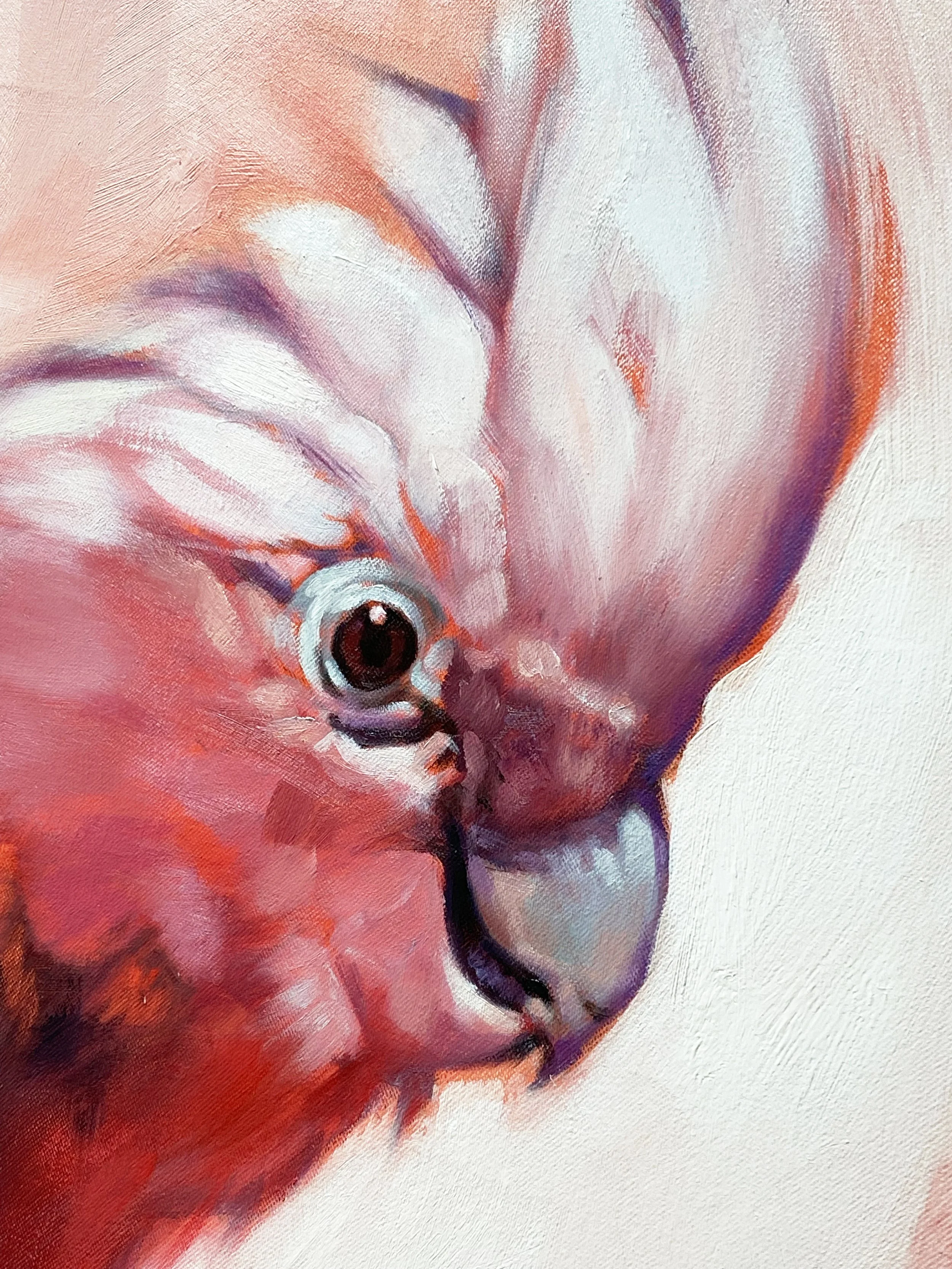 galah cockatoo painting aimee hoover D1.jpg