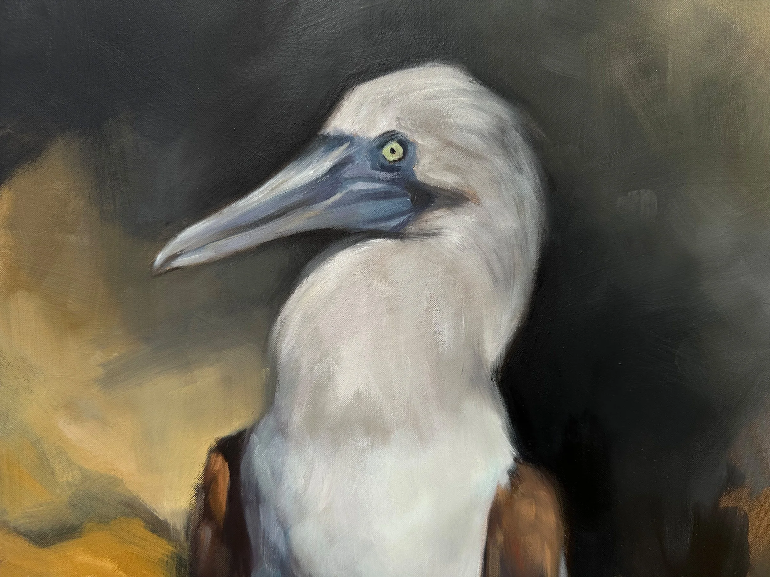 Galapagos I D2.jpg