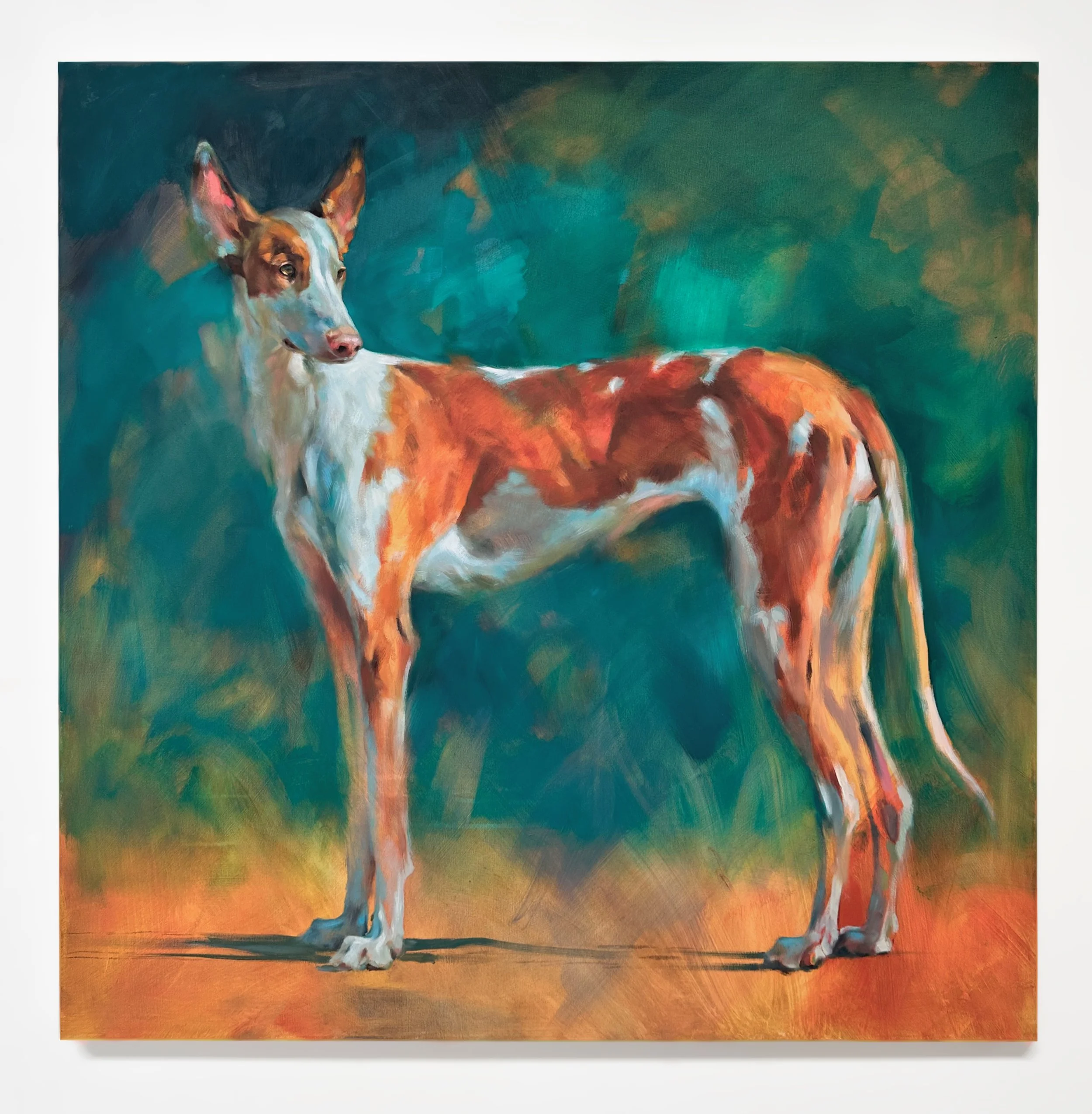 Hoover Ibizan Hound 40x40 Oil on Canvas Detail 1.jpg (Copy)