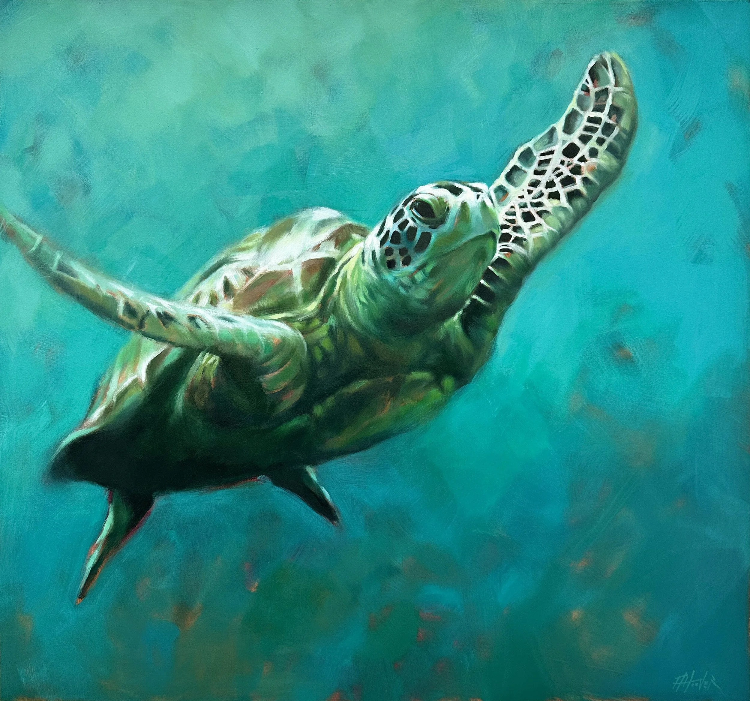 aimee hoover green sea turtle 28x30 oil 2025 D0.jpg