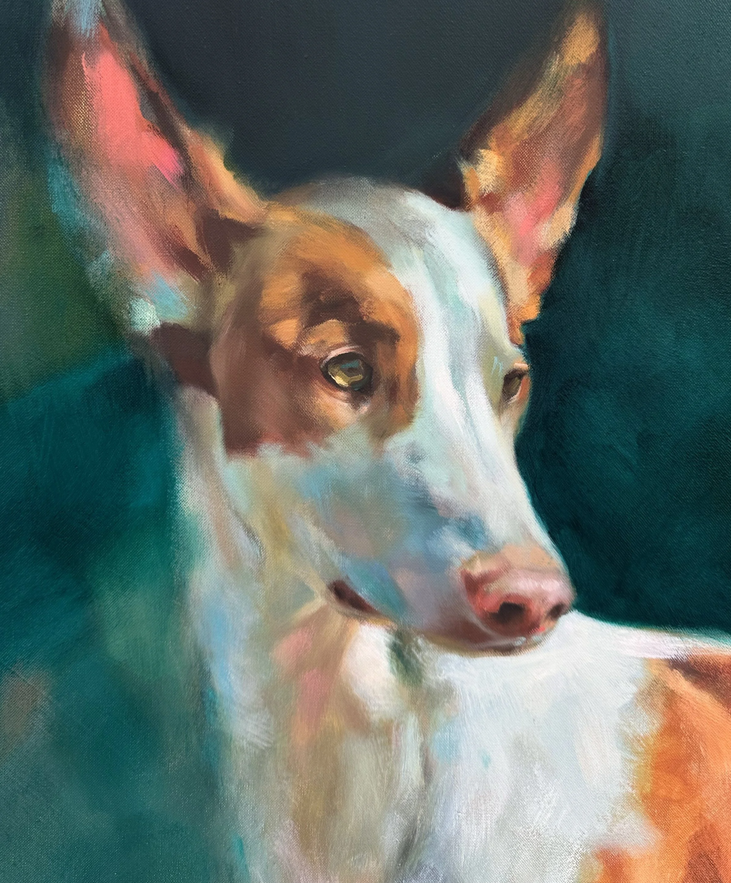 Hoover Ibizan Hound 40x40 Oil on Canvas Detail 3.jpg