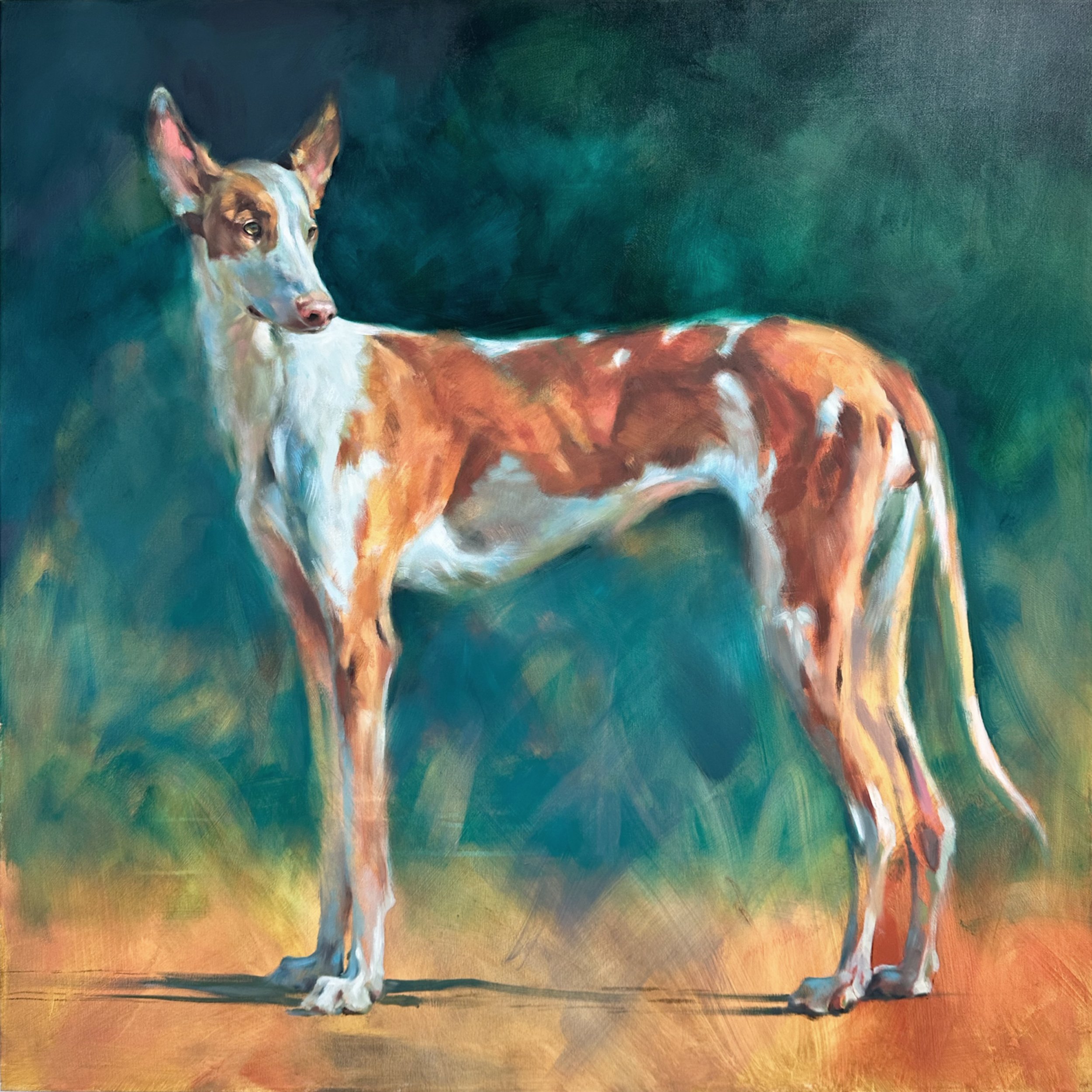 Hoover Ibizan Hound 40x40 Oil on Canvas Full.jpg