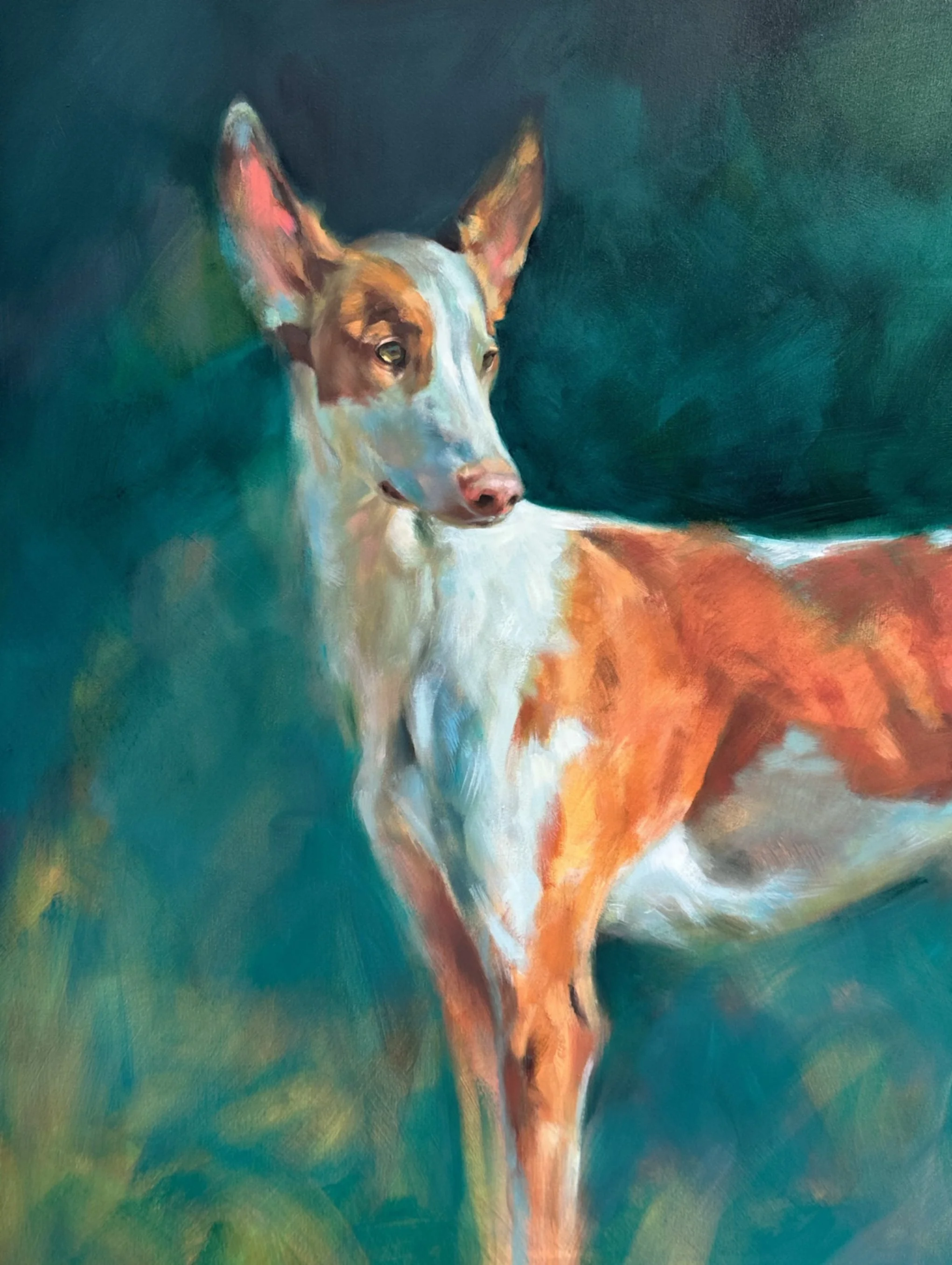 Hoover Ibizan Hound 40x40 Oil on Canvas Detail 2.jpg