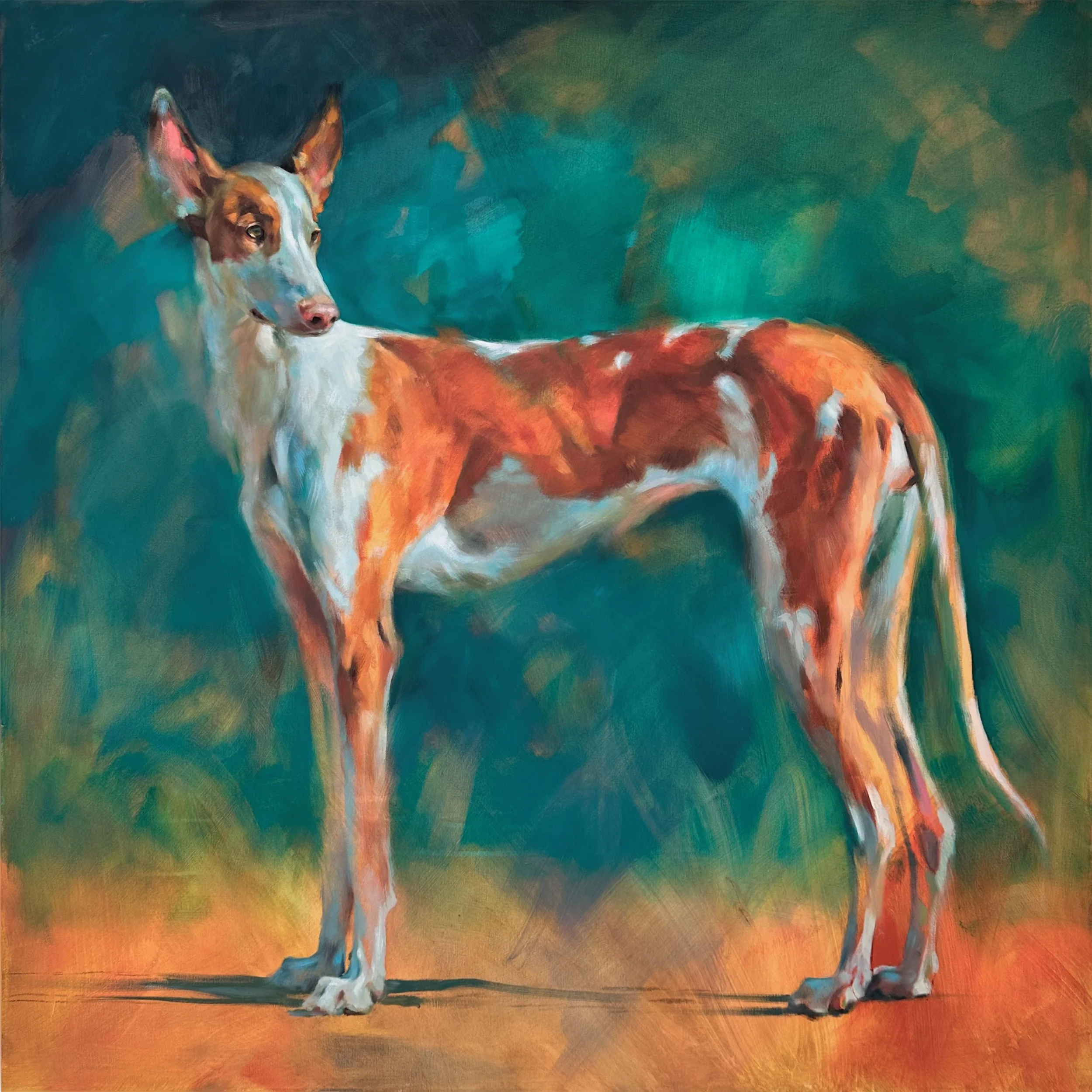 Hoover Ibizan Hound 40x40 Oil on Canvas Full.jpg (Copy)