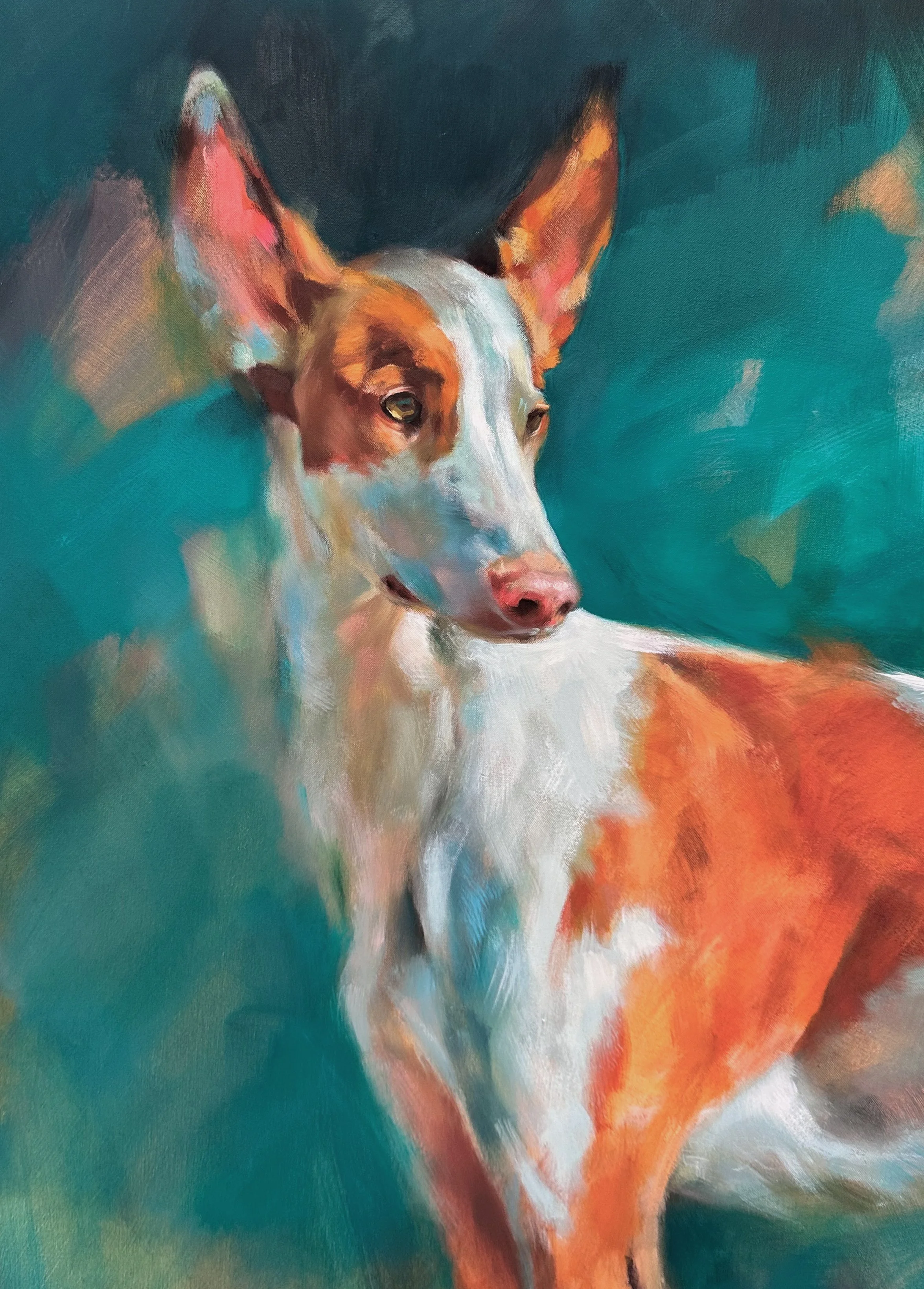 Hoover Ibizan Hound 40x40 Oil on Canvas Detail 2.jpg (Copy)
