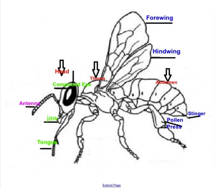 Bee_4.jpg