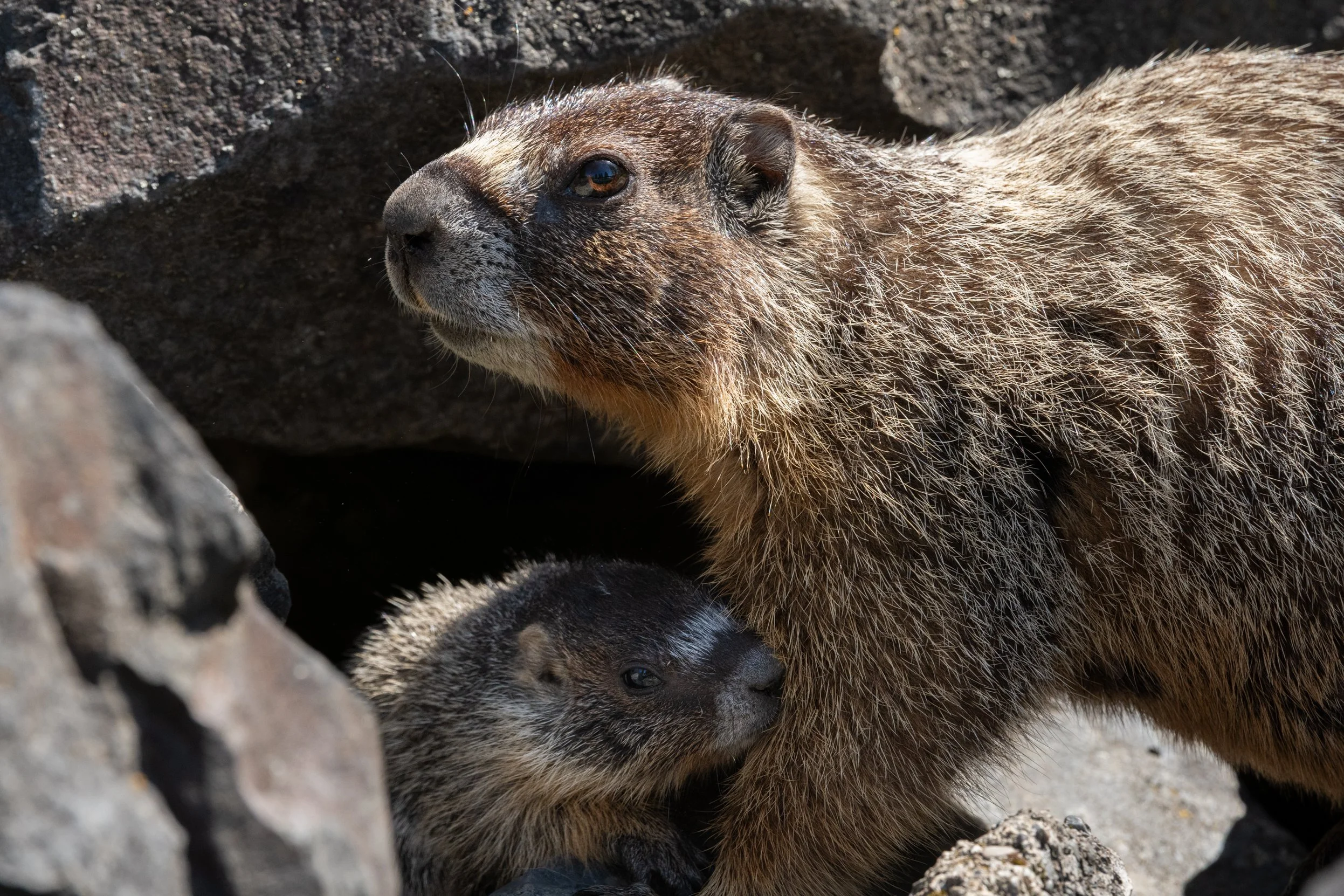 marmots.jpg