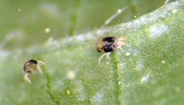 Two-Spotted Spider Mite