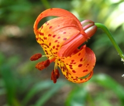 Turk's Cap Lily