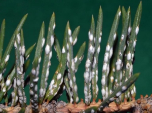Pine Needle Scale