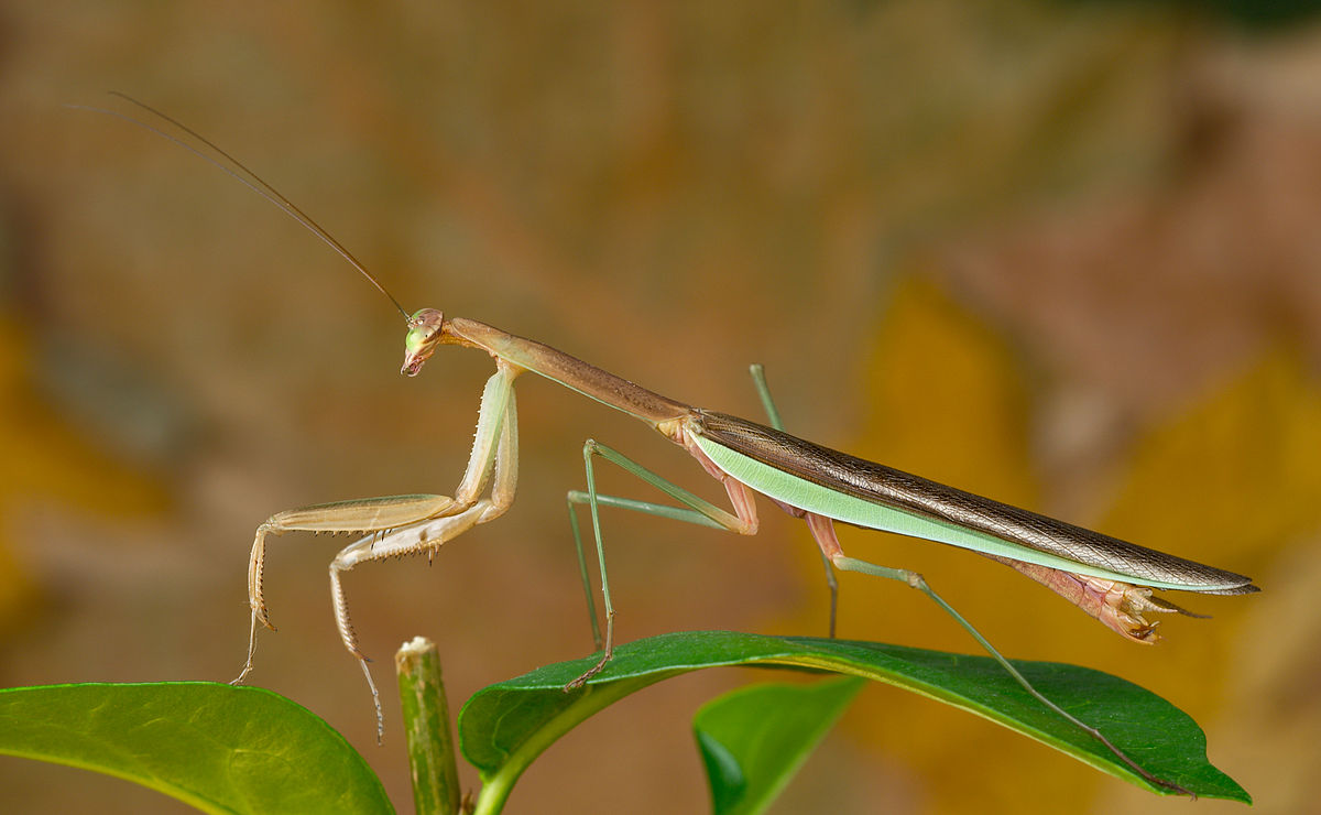 Chinese Mantis