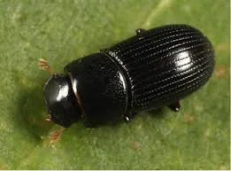 Black Turfgrass Ataenius