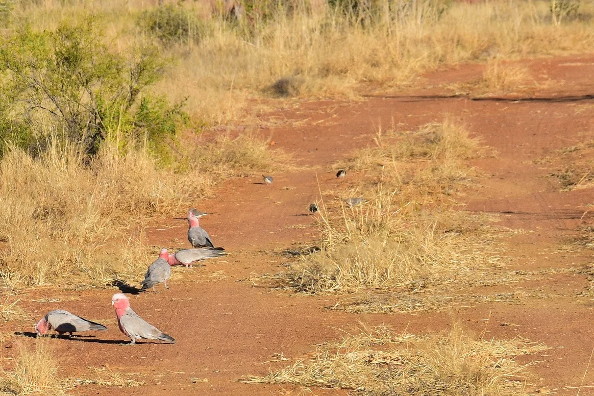 Galas on Leopold Downs Station