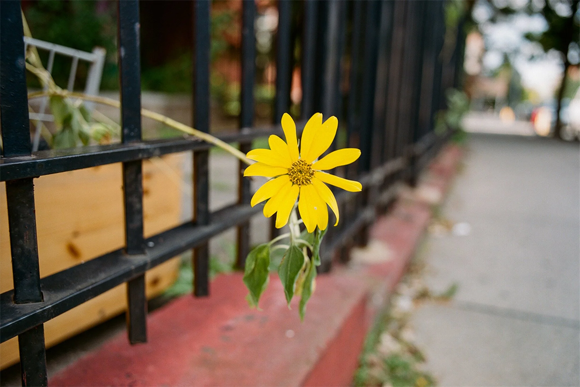 WEB_BedStuyDaisy_000069110009.jpg