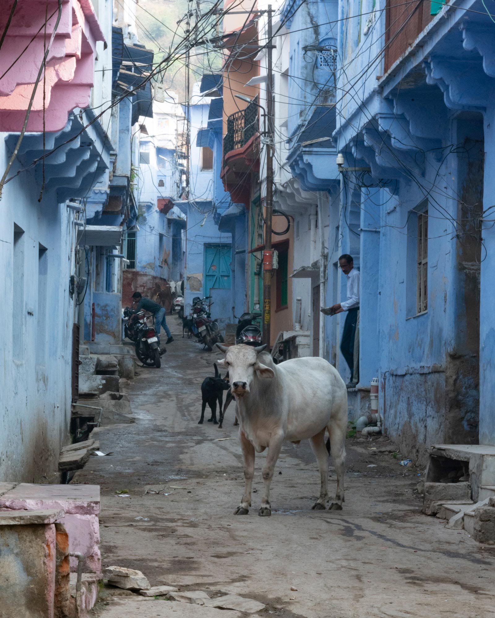 WEB_INDIA_CowInStreet_LGP_1644.jpg