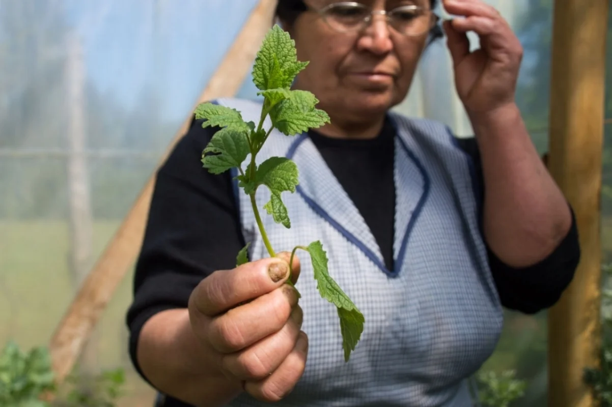 She picks a piece of fresh mint to place in her mate later that day.