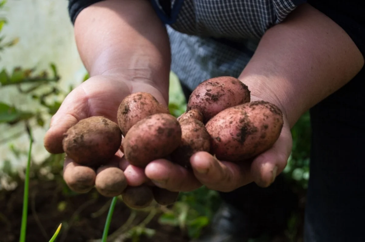 She is proud of her potatoes because they are much healthier and fresh than the ones sold in the city.