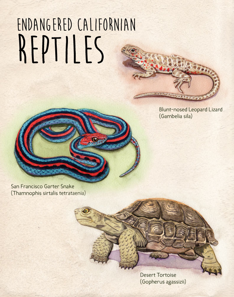 Endangered Californian Reptiles poster created with watercolor and Adobe Illustrator.&nbsp; 