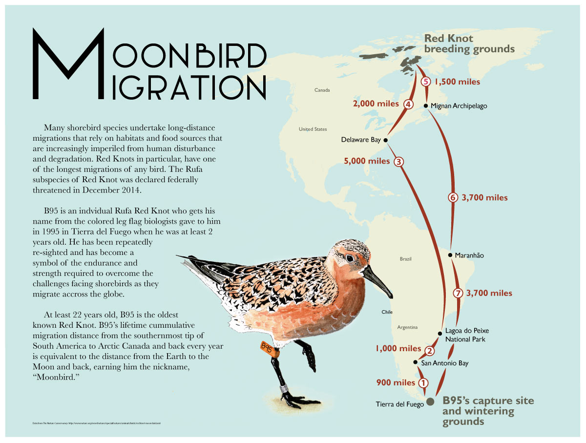  Map depicting Red Knot ( Calidris canutus rufa )&nbsp;migration created with Adobe Illustrator &nbsp;and watercolor for an assignment during CSUMB Science Illustration program.&nbsp; 