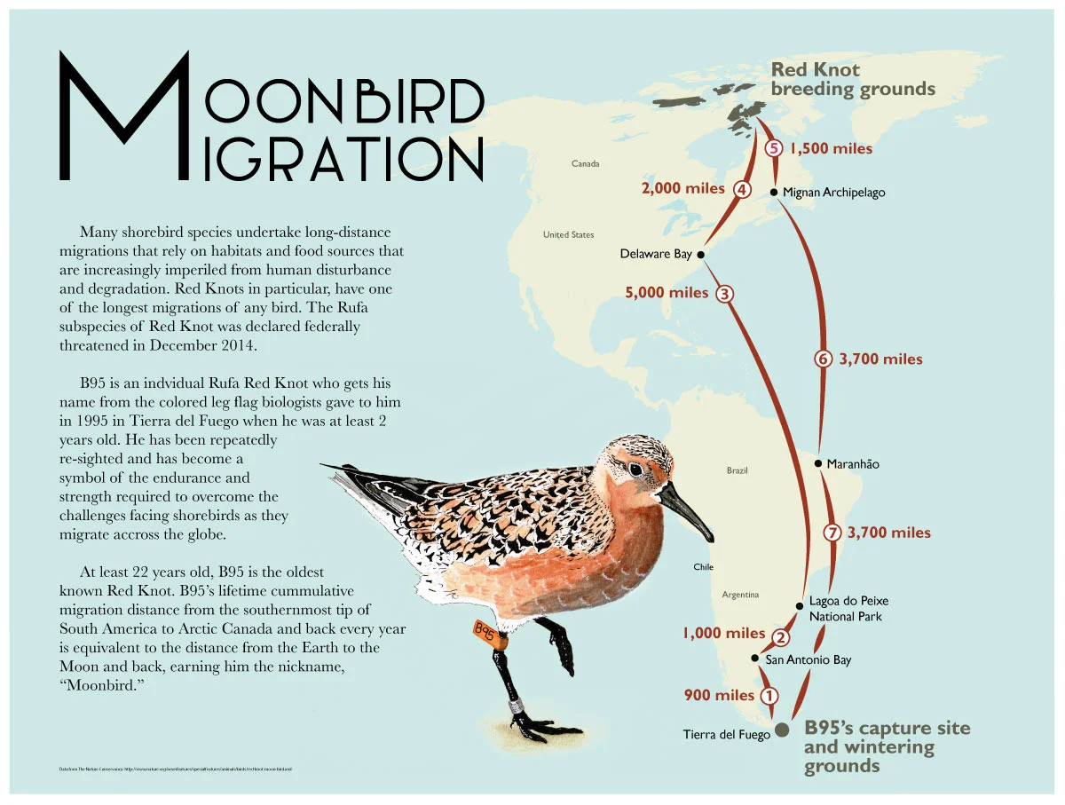 Map depicting Red Knot ( Calidris canutus rufa ) migration created with Adobe Illustrator and watercolor for an assignment during CSUMB Science Illustration program. 