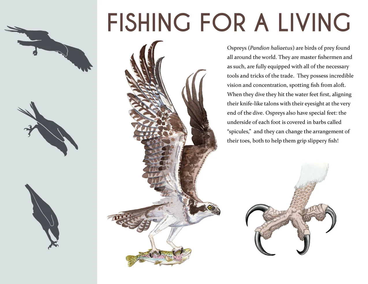 Osprey_final_Comp_web.jpg