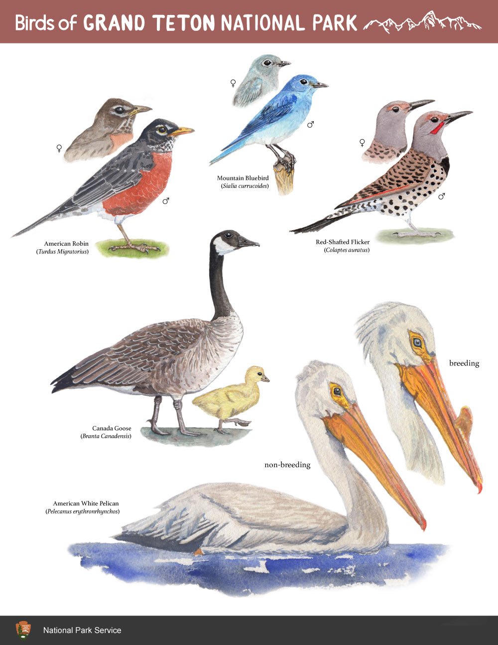  Field guide page created with watercolor, gouache, and InDesign as an assignment for CSUMB Science Illustration program. 