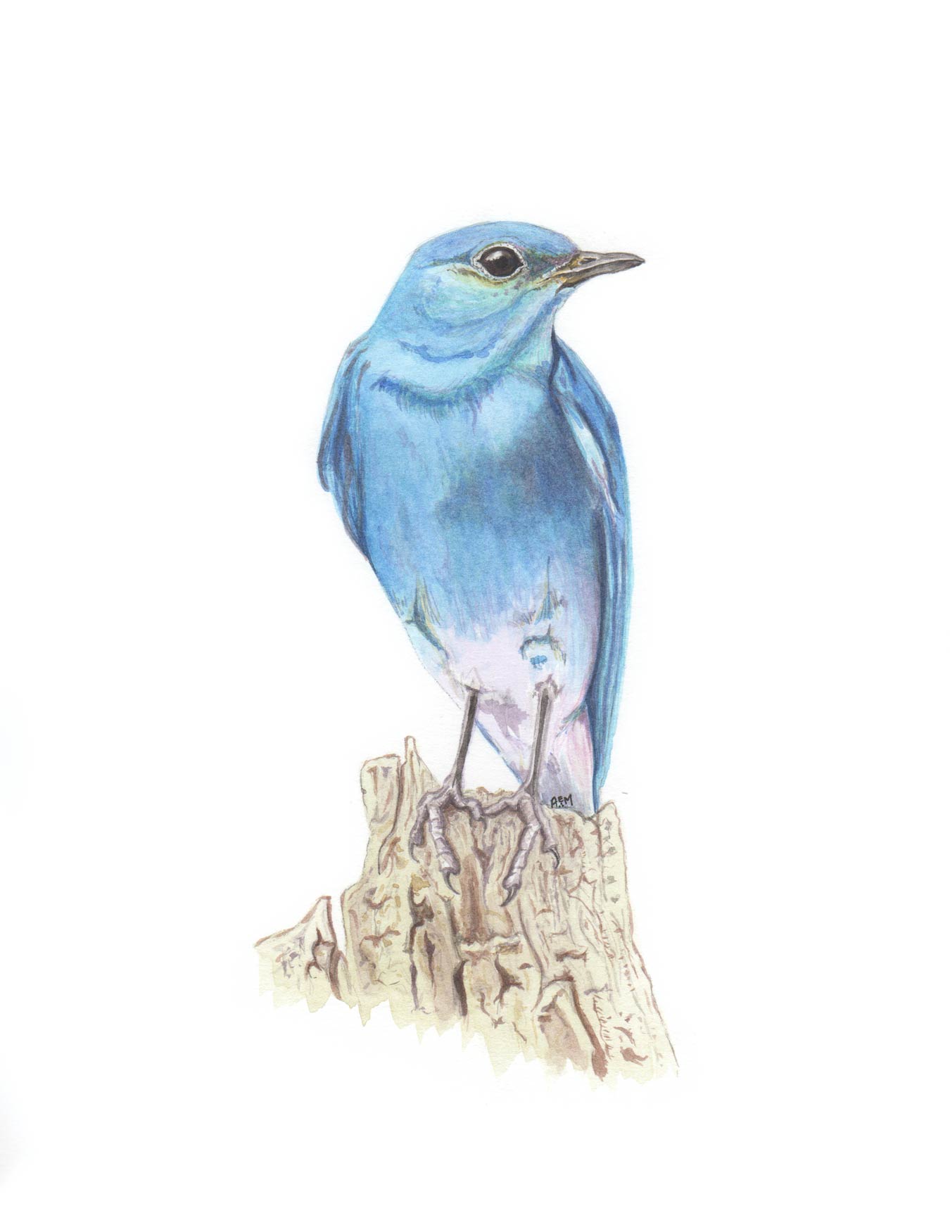 Mountain Bluebird 