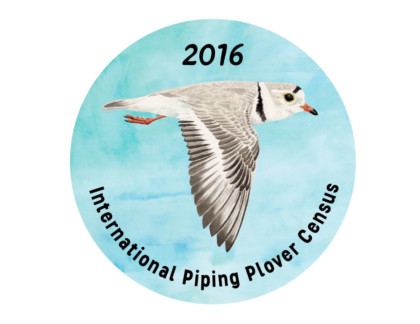Button design commissioned by U.S.G.S for 2016 International Piping Plover survey volunteers, created with watercolor and Adobe Illustrator. 