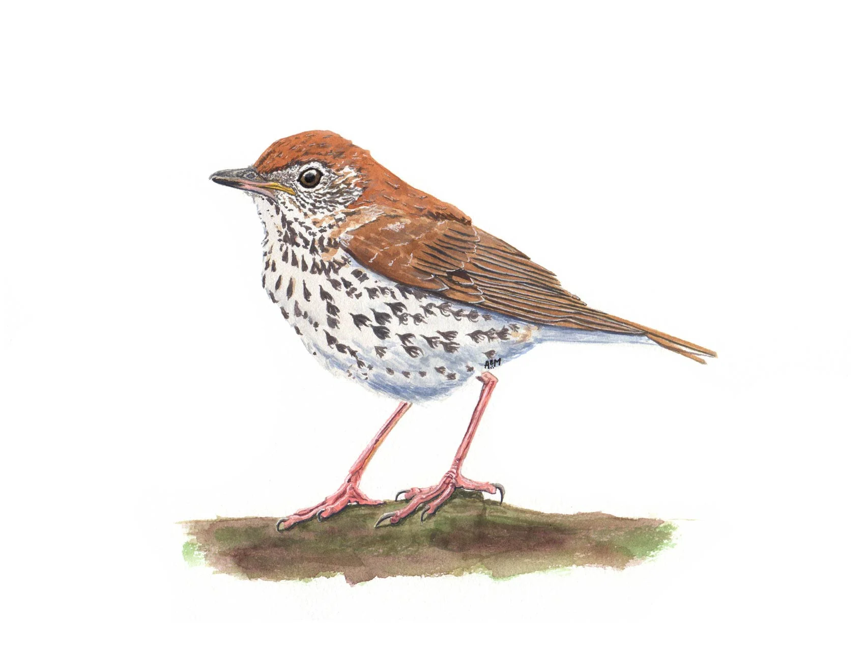 Wood Thrush