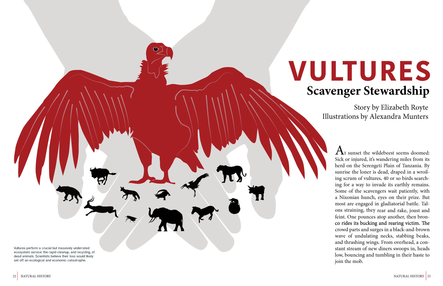  Editorial layout created in Adobe Illustrator and InDesign for an assignment during CSUMB Science Illustration program. Text from National Geographic.&nbsp; 