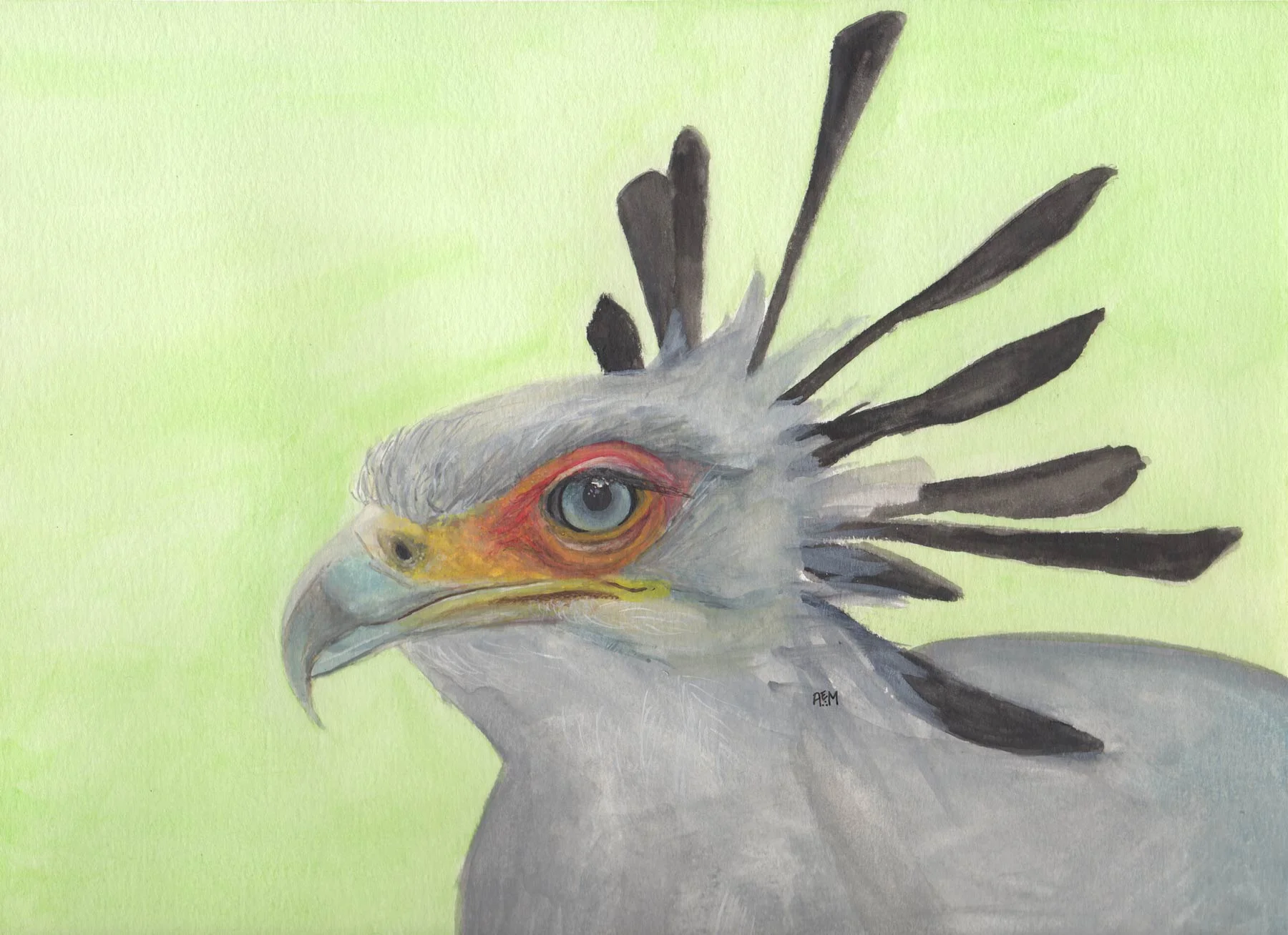 Secretarybird