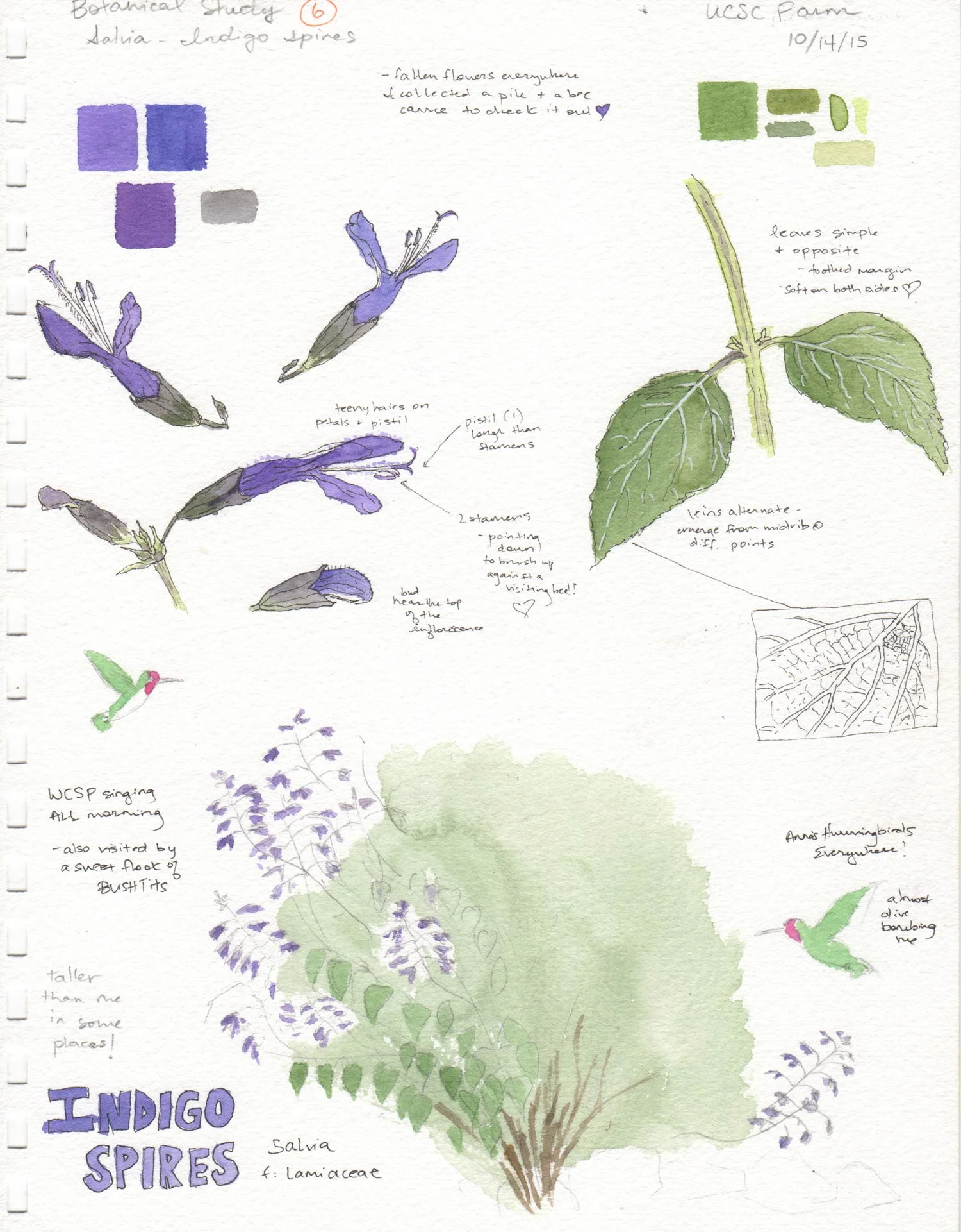 Salvia Field Sketch
