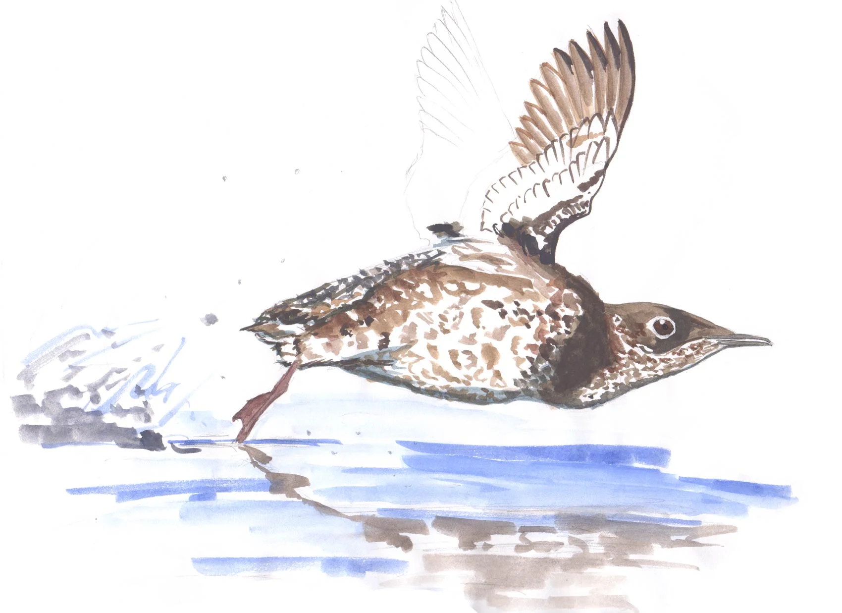 Marbled Murrelet Concept Sketch