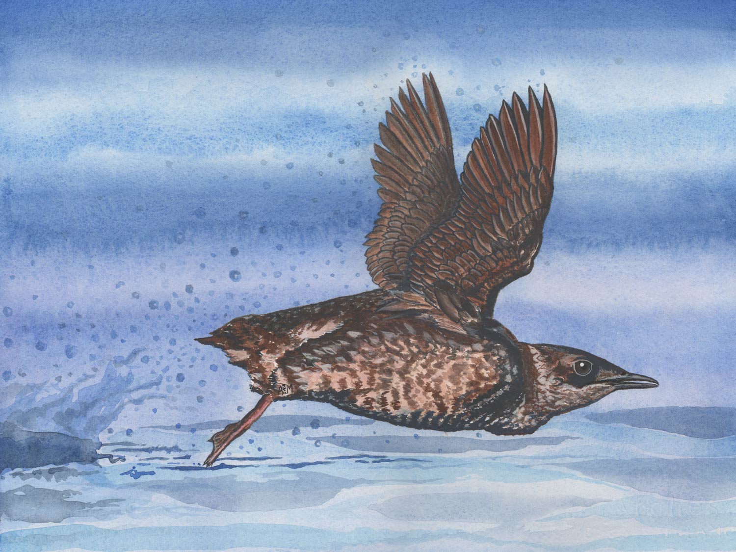 Marbled Murrelet lift off 